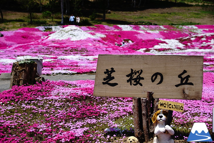 倶知安旭ヶ丘スキー場と三島さん家の芝桜の丘。